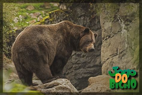 urso puxa o quê no jogo do bicho - número do veado jogo bicho